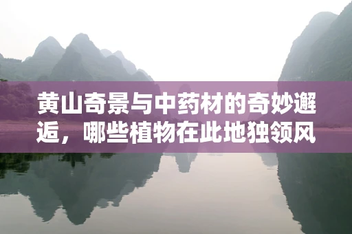 黄山奇景与中药材的奇妙邂逅，哪些植物在此地独领风骚？